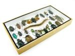 Echte exotische Insekten - Einzelstück - im 3D L-Schaukasten - Wandbild 7-A-L-15 – Bild 6