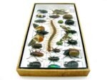 Echte exotische Insekten - Einzelstück - im 3D L-Schaukasten - Wandbild 7-A-L-15 – Bild 7