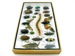 Echte exotische Insekten - Einzelstück - im 3D L-Schaukasten - Wandbild 7-A-L-15 – Bild 8