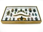 Echte exotische Insekten - Einzelstück - im 3D L-Schaukasten - Wandbild 7-A-L-15 – Bild 9