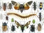 Echte exotische Insekten - Einzelstück - im 3D L-Schaukasten - Wandbild 7-A-L-15 – Bild 10