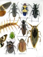 Echte exotische Insekten - Einzelstück - im 3D L-Schaukasten - Wandbild 7-A-L-15 – Bild 11
