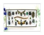 Echte exotische Insekten - Einzelstück - im 3D L-Schaukasten - Wandbild 8-A-L-16