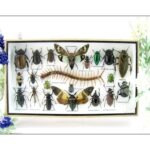 Echte exotische Insekten - Einzelstück - im 3D L-Schaukasten - Wandbild 8-A-L-16