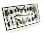 Echte exotische Insekten - Einzelstück - im 3D L-Schaukasten - Wandbild 8-A-L-16 – Bild 2