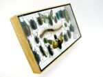 Echte exotische Insekten - Einzelstück - im 3D L-Schaukasten - Wandbild 8-A-L-16 – Bild 3