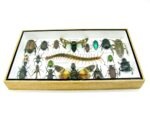 Echte exotische Insekten - Einzelstück - im 3D L-Schaukasten - Wandbild 8-A-L-16 – Bild 4