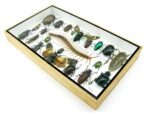 Echte exotische Insekten - Einzelstück - im 3D L-Schaukasten - Wandbild 8-A-L-16 – Bild 5