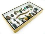 Echte exotische Insekten - Einzelstück - im 3D L-Schaukasten - Wandbild 8-A-L-16 – Bild 6
