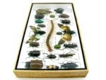 Echte exotische Insekten - Einzelstück - im 3D L-Schaukasten - Wandbild 8-A-L-16 – Bild 7
