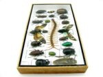 Echte exotische Insekten - Einzelstück - im 3D L-Schaukasten - Wandbild 8-A-L-16 – Bild 8