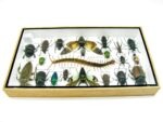 Echte exotische Insekten - Einzelstück - im 3D L-Schaukasten - Wandbild 8-A-L-16 – Bild 9