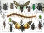 Echte exotische Insekten - Einzelstück - im 3D L-Schaukasten - Wandbild 8-A-L-16 – Bild 10