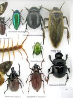 Echte exotische Insekten - Einzelstück - im 3D L-Schaukasten - Wandbild 8-A-L-16 – Bild 11