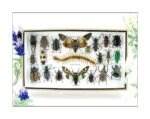 Echte exotische Insekten - Einzelstück - im 3D L-Schaukasten - Wandbild 6-A-L-17