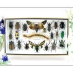 Echte exotische Insekten - Einzelstück - im 3D L-Schaukasten - Wandbild 6-A-L-17
