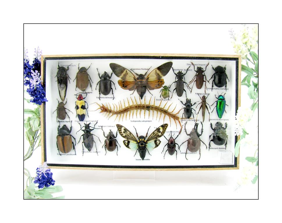 Wunderschöne, tropische und natürlich echte Insekten aus nachhaltiger Zucht im XL Schaukasten a-insekten-L-17-a
