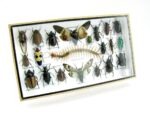 Echte exotische Insekten - Einzelstück - im 3D L-Schaukasten - Wandbild 6-A-L-17 – Bild 2