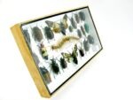 Echte exotische Insekten - Einzelstück - im 3D L-Schaukasten - Wandbild 6-A-L-17 – Bild 3