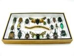 Echte exotische Insekten - Einzelstück - im 3D L-Schaukasten - Wandbild 6-A-L-17 – Bild 4
