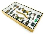 Echte exotische Insekten - Einzelstück - im 3D L-Schaukasten - Wandbild 6-A-L-17 – Bild 5