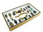 Echte exotische Insekten - Einzelstück - im 3D L-Schaukasten - Wandbild 6-A-L-17 – Bild 6