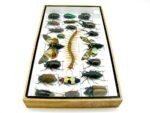 Echte exotische Insekten - Einzelstück - im 3D L-Schaukasten - Wandbild 6-A-L-17 – Bild 7