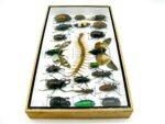 Echte exotische Insekten - Einzelstück - im 3D L-Schaukasten - Wandbild 6-A-L-17 – Bild 8