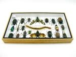 Echte exotische Insekten - Einzelstück - im 3D L-Schaukasten - Wandbild 6-A-L-17 – Bild 9