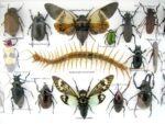 Echte exotische Insekten - Einzelstück - im 3D L-Schaukasten - Wandbild 6-A-L-17 – Bild 10