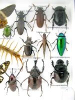 Echte exotische Insekten - Einzelstück - im 3D L-Schaukasten - Wandbild 6-A-L-17 – Bild 11