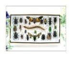 Echte exotische Insekten - Einzelstück - im 3D L-Schaukasten - Wandbild 5-A-L-18
