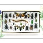 Echte exotische Insekten - Einzelstück - im 3D L-Schaukasten - Wandbild 5-A-L-18