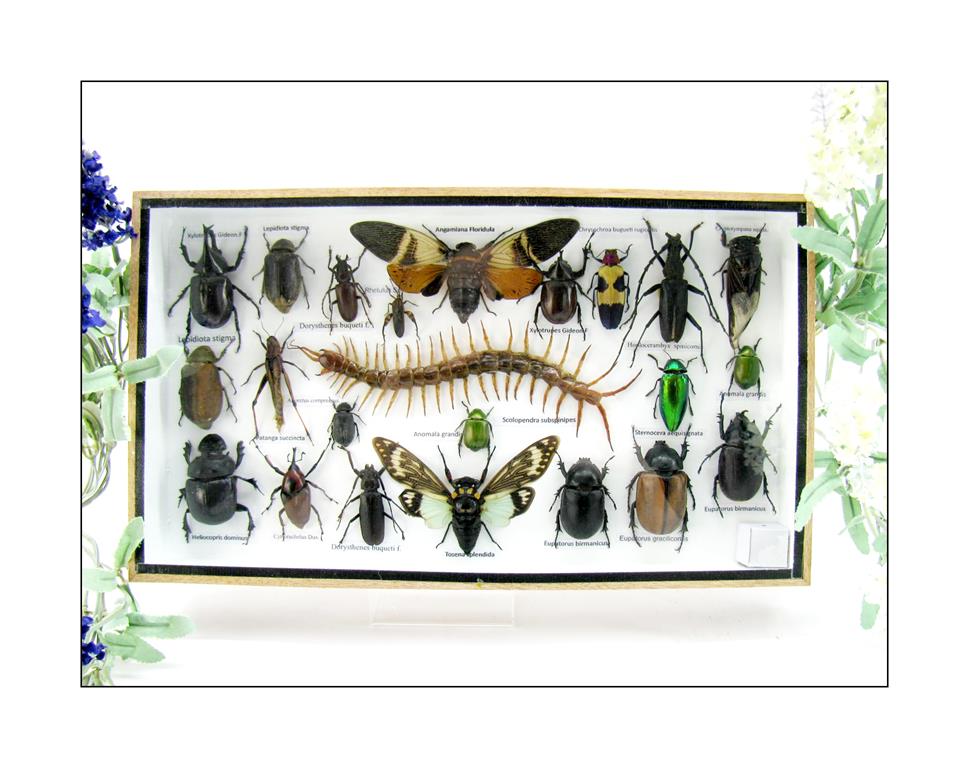Wunderschöne, tropische und natürlich echte Insekten aus nachhaltiger Zucht im XL Schaukasten a-insekten-L-18-a