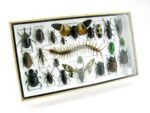 Echte exotische Insekten - Einzelstück - im 3D L-Schaukasten - Wandbild 5-A-L-18 – Bild 2