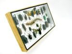 Echte exotische Insekten - Einzelstück - im 3D L-Schaukasten - Wandbild 5-A-L-18 – Bild 3