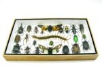 Echte exotische Insekten - Einzelstück - im 3D L-Schaukasten - Wandbild 5-A-L-18 – Bild 4
