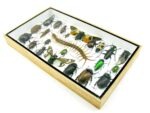 Echte exotische Insekten - Einzelstück - im 3D L-Schaukasten - Wandbild 5-A-L-18 – Bild 5