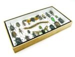 Echte exotische Insekten - Einzelstück - im 3D L-Schaukasten - Wandbild 5-A-L-18 – Bild 6