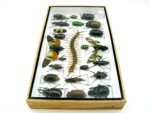 Echte exotische Insekten - Einzelstück - im 3D L-Schaukasten - Wandbild 5-A-L-18 – Bild 7