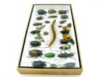 Echte exotische Insekten - Einzelstück - im 3D L-Schaukasten - Wandbild 5-A-L-18 – Bild 8