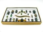 Echte exotische Insekten - Einzelstück - im 3D L-Schaukasten - Wandbild 5-A-L-18 – Bild 9
