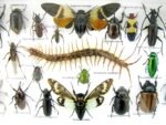 Echte exotische Insekten - Einzelstück - im 3D L-Schaukasten - Wandbild 5-A-L-18 – Bild 10
