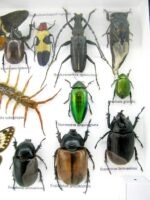 Echte exotische Insekten - Einzelstück - im 3D L-Schaukasten - Wandbild 5-A-L-18 – Bild 11