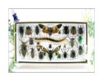 Echte exotische Insekten - Einzelstück - im 3D L-Schaukasten - Wandbild 4-A-L-19
