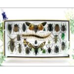 Echte exotische Insekten - Einzelstück - im 3D L-Schaukasten - Wandbild 4-A-L-19
