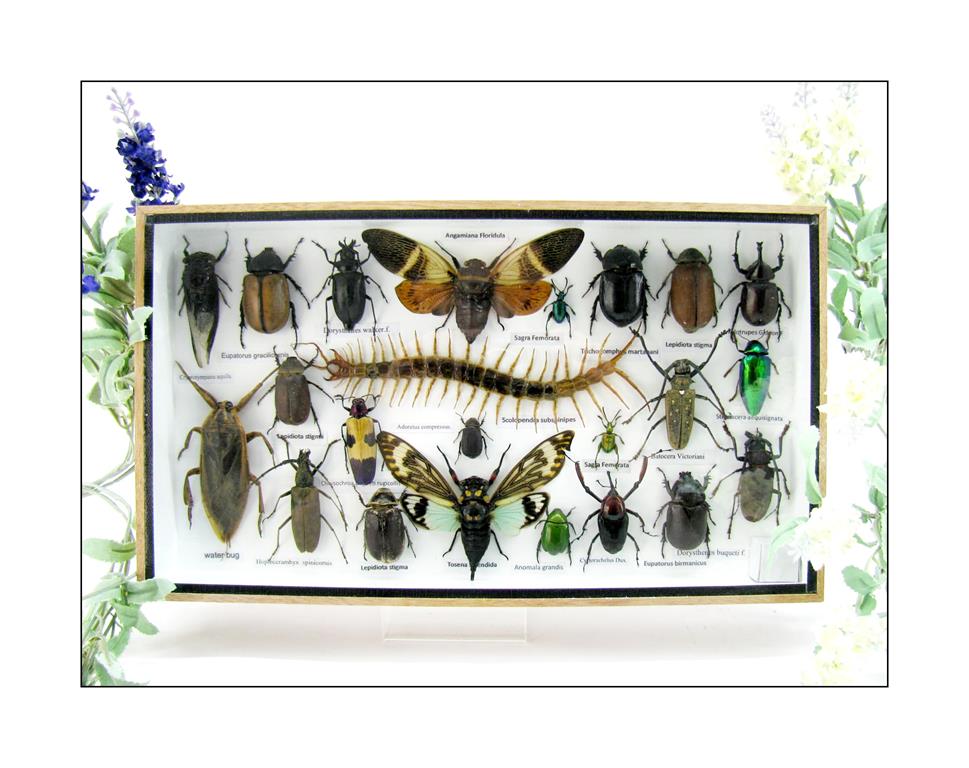 Wunderschöne, tropische und natürlich echte Insekten aus nachhaltiger Zucht im XL Schaukasten a-insekten-L-19-a