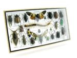 Echte exotische Insekten - Einzelstück - im 3D L-Schaukasten - Wandbild 4-A-L-19 – Bild 3