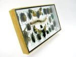 Echte exotische Insekten - Einzelstück - im 3D L-Schaukasten - Wandbild 4-A-L-19 – Bild 4