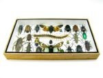 Echte exotische Insekten - Einzelstück - im 3D L-Schaukasten - Wandbild 4-A-L-19 – Bild 5